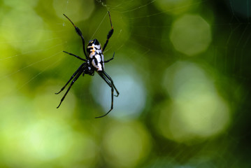 spider on web