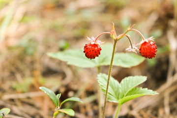 Ripe berries of wild strawberry (Fragaria vesca) wild plants. Selective focus.