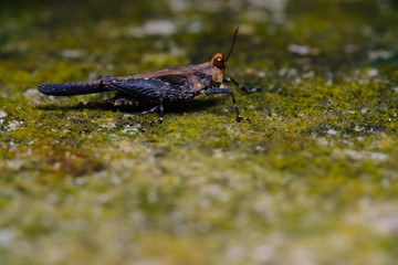 green grasshopper on the grass