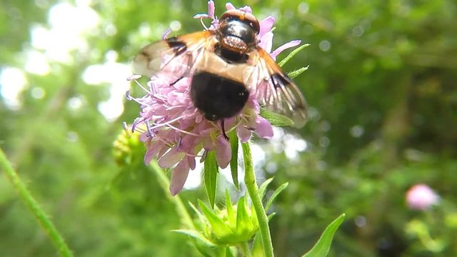 Pellucid Fly on a flower of a field scabious in summer in Germany