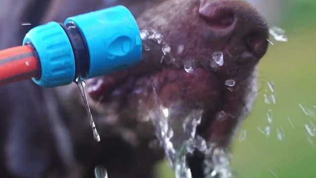 A large German Kurzhaar dog drinks from an outside backyard household hose in slow motion. Shot at 120fps.