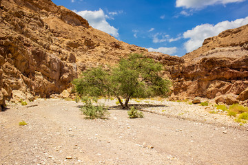 bright colorful canyon scenery landscape touristic destination in Israeli desert Middle East region with sand stone rocks and lonely tree, travel photography   