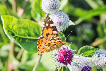 Day butterfly Painted lady (Vanessa cardui) sits on a burdock flower and drinks nectar with its proboscis.