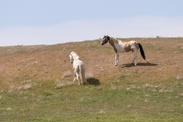 Obraz na płótnie Canvas Wild Horses in the Utah Desert in Summer