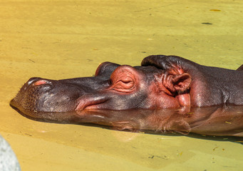 Hippopotamus LA Zoo