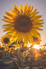 Tramonto in un campo di Girasoli nel bel mezzo della bellissima Toscana, in Italia