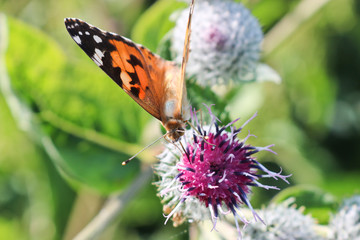 Day butterfly Painted lady (Vanessa cardui) sits on a burdock flower and drinks nectar with its proboscis.