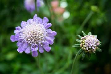 closeup of a scabiosa flower, pincushion flower