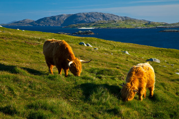 Vaca de las Highland e isla Grèineam (Highland cow and Grèineam island). Geodh' an Fharaidh. Southwest Lewis island. Outer Hebrides. Scotland, UK