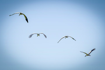 Flying flocks of Asian White colored Open billed stork who Migrates  in Rainy season June July months before the harvesting of paddy in the paddy fields of Bengal.