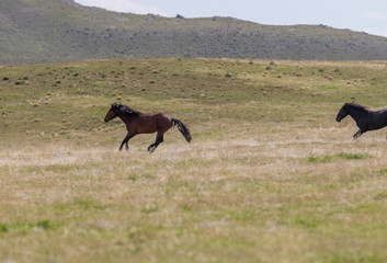 Wild Horses in the Utah Desert in Summer