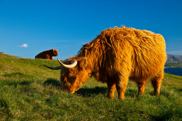 Vaca de las Highland (Highland cow). Geodh' an Fharaidh. Southwest Lewis island. Outer Hebrides. Scotland, UK