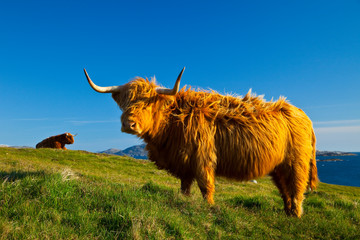 Vaca de las Highland (Highland cow). Geodh' an Fharaidh. Southwest Lewis island. Outer Hebrides....
