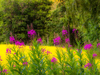 Naklejka premium Lupin wildflowers and and rapeseed fields at sunset in Finland