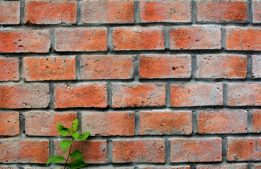 Brown brick wall.