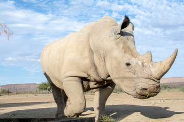 Fototapeta premium road trip namibia game farm and namib desert
