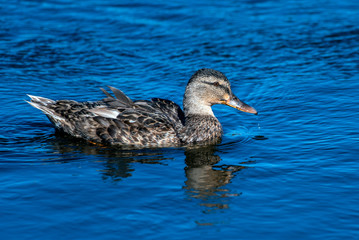 California Blue Teal Duck swimming along pond dripping water from beak after resurfacing.