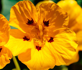 Yellow Pansy