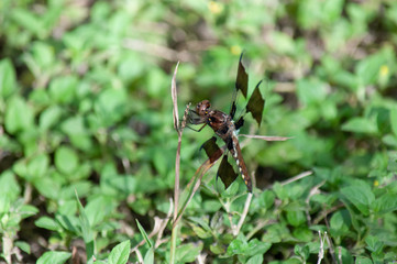 Resting Dragonfly