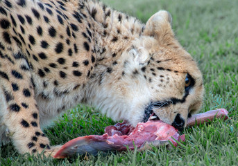 road trip namibia game farm and namib desert