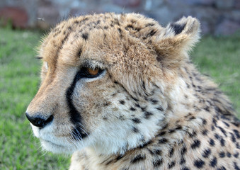 road trip namibia game farm and namib desert