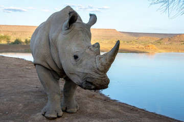 Fototapeta premium road trip namibia game farm and namib desert