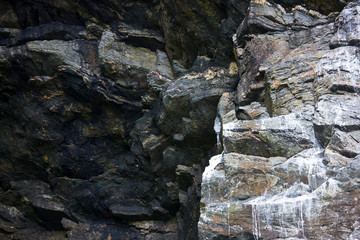 Cormorán moñudo (Phalacrocorax aristotelis). Great Bernera. Lewis island. Outer Hebrides....