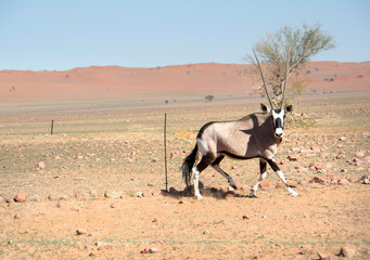 road trip namibia game farm and namib desert