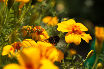 bee on yellow flower
