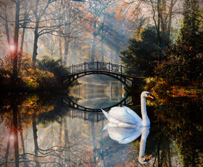 Scenic view of swan in misty autumn pond landscape with beautiful old bridge in the garden with red maple foliage.