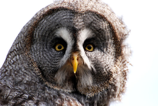 Primo piano di allocco