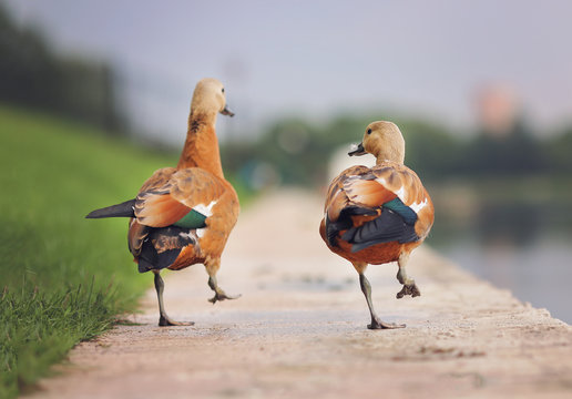 Orange duck ogar