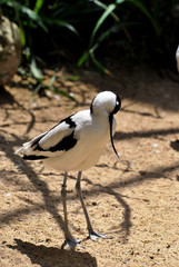 Avocetta in piedi