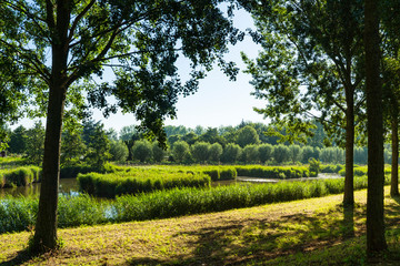 Green trees, water and bushes. Nature in district Oudelandshoek. Dordrecht, The Netherlands