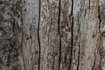 Texture of a tree