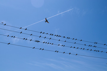 airplane in the sky