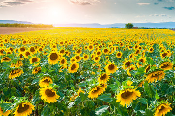 Sunflower field landscape at sunset near Valensole, Provence, France.