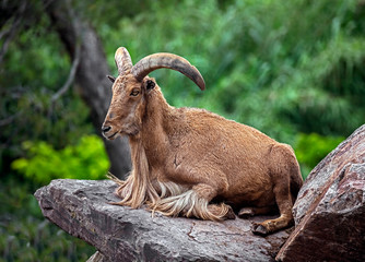 Barbary or Aoudad sheep male on the rock. Latin name - Ammotragus lervia