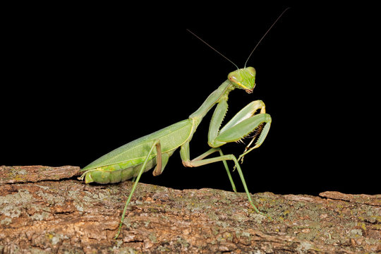 Common green mantis (Sphodromantis gastrica) on a branch, South Africa.