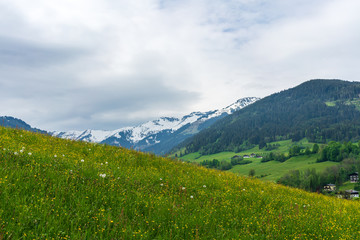 Green meadow with yellow flowers in the mountains, Austrian Alps