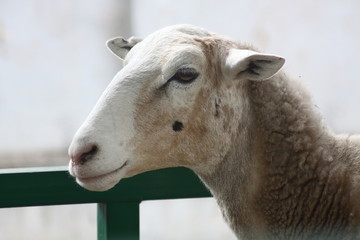 a portrait of a sheep of katum breed