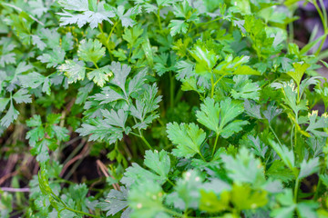 Fototapeta na wymiar parsley leaves in garden. close up