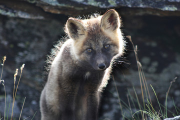 Arctic Fox 3
