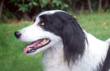 Meticcetto bianco e nero