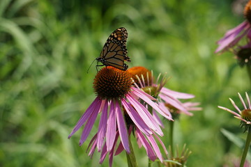Monarch on a Marguerite daisy