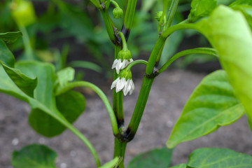 Obraz premium Сlose up of flowers of green pepper in the garden