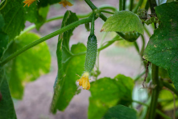 Close up of plant green cucumber in the garden