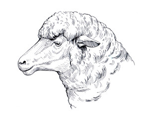 Sketch of sheep. Hand drawn illustration.