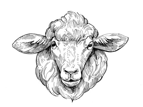 realistic sheep, drawing, engraved, blac...
