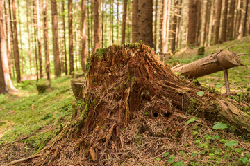 detail close up of old rotten tree trunk 